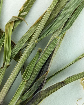 Слика од Setaria parviflora (Poir.) Kerguélen
