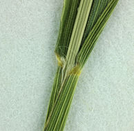 Image of Knotroot Foxtail