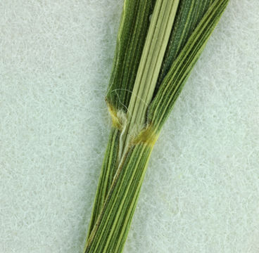 Слика од Setaria parviflora (Poir.) Kerguélen