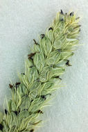 Image of Knotroot Foxtail