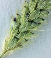 Image of Knotroot Foxtail