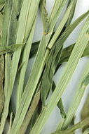 Image of green bristlegrass