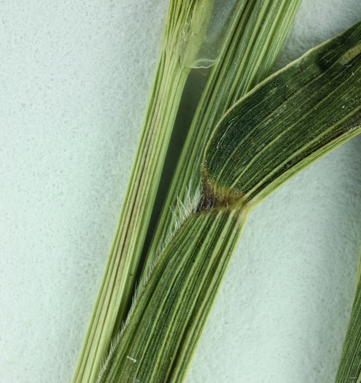 Image of green bristlegrass