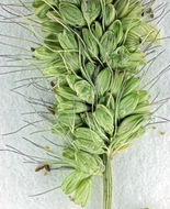 Imagem de Setaria viridis (L.) P. Beauv.