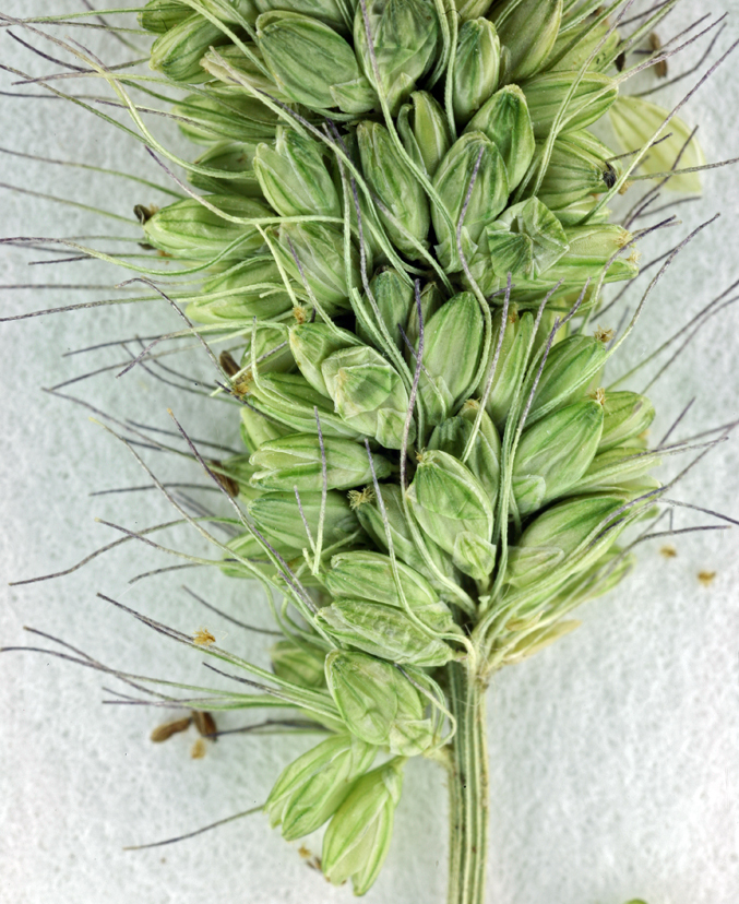 Image of green bristlegrass