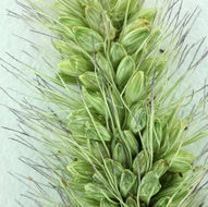 Image of green bristlegrass