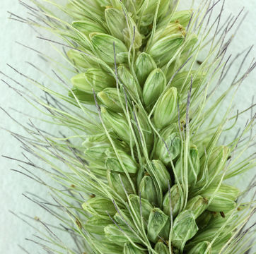 Imagem de Setaria viridis (L.) P. Beauv.