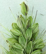 Imagem de Setaria viridis (L.) P. Beauv.