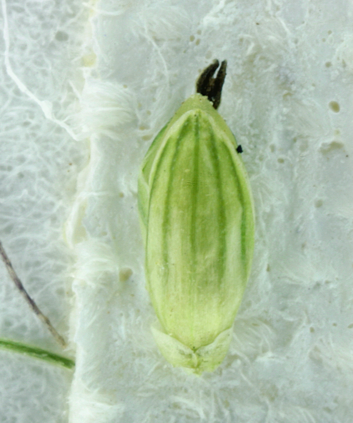 Image of green bristlegrass