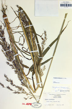 Image of Johnson grass