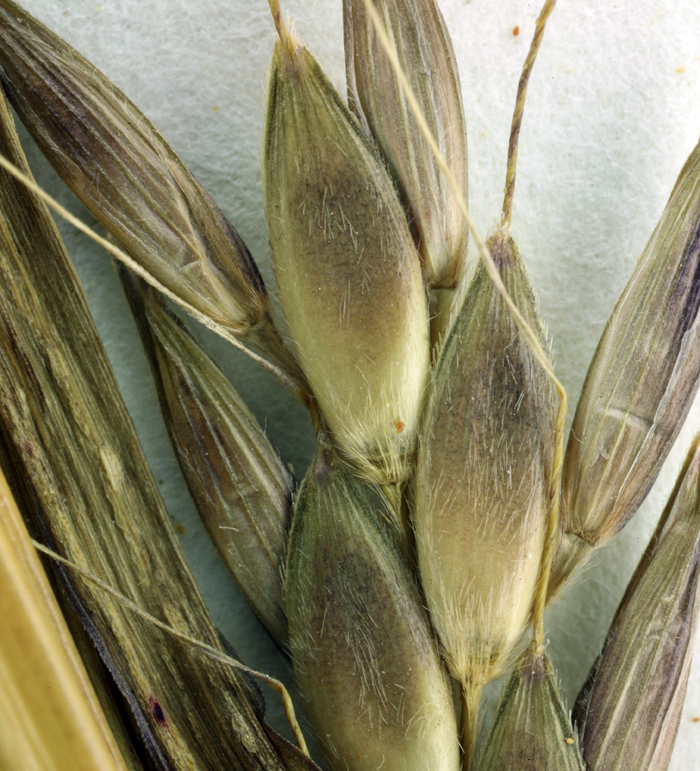 Image of Johnson grass