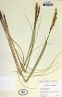 Image of denseflower cordgrass
