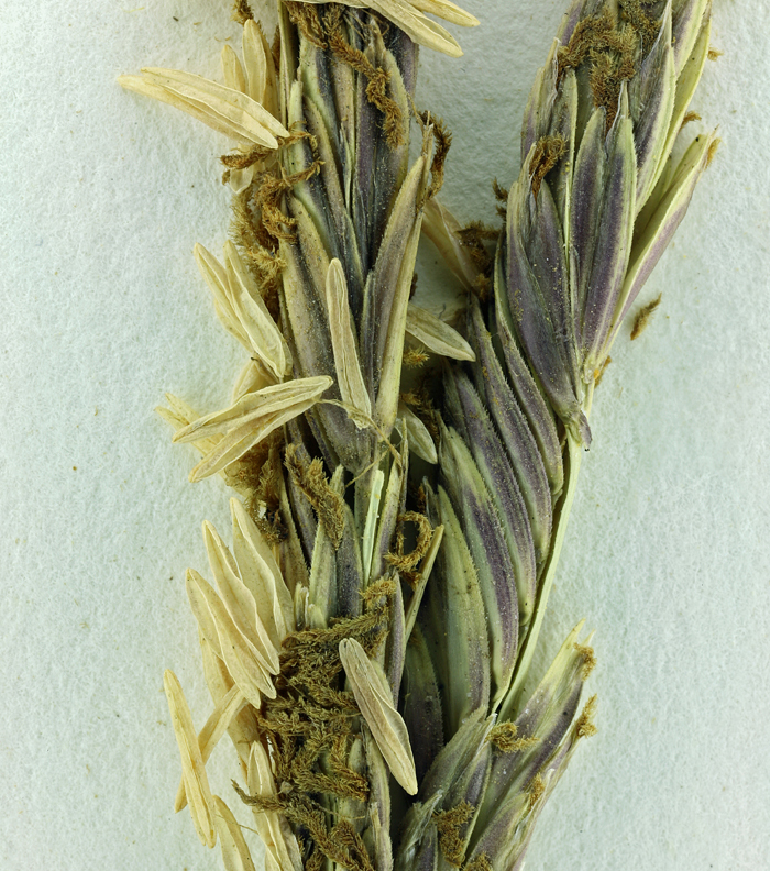 Image of <i>Spartina densiflora</i>