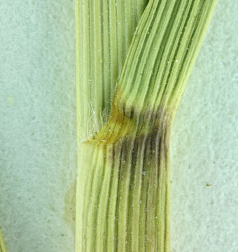 Image of <i>Spartina gracilis</i>
