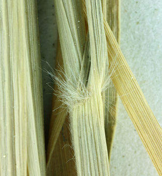 Image of spike dropseed