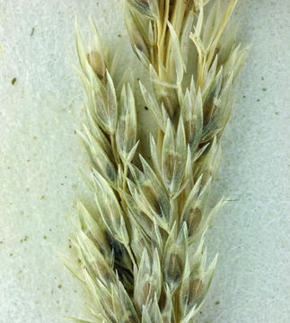 Image of spike dropseed