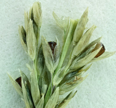 Image of smut grass