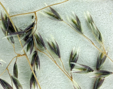 Image of mesa dropseed