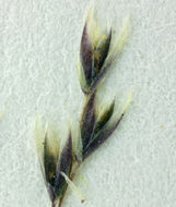 Sivun Sporobolus flexuosus (Vasey) Rydb. kuva