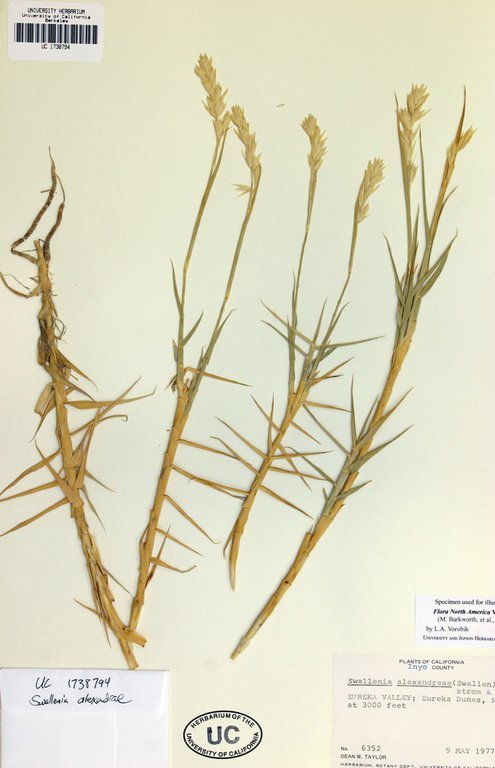 Image of Eureka Dune grass