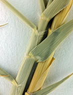 Image of Eureka Dune grass