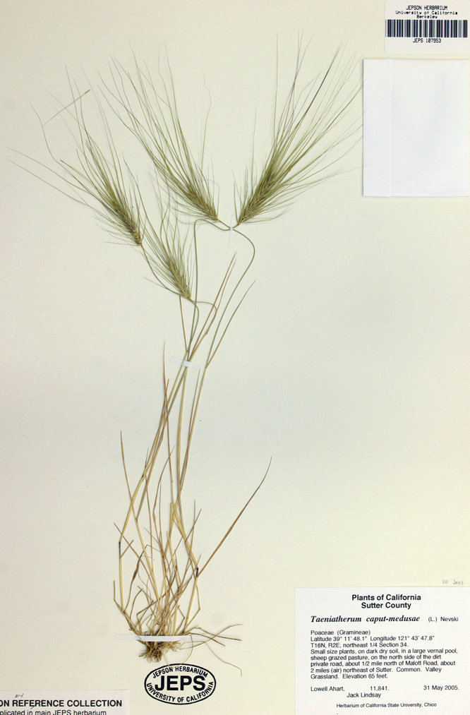 Image of <i>Elymus caput-medusae</i>