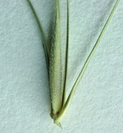 Image of <i>Elymus caput-medusae</i>