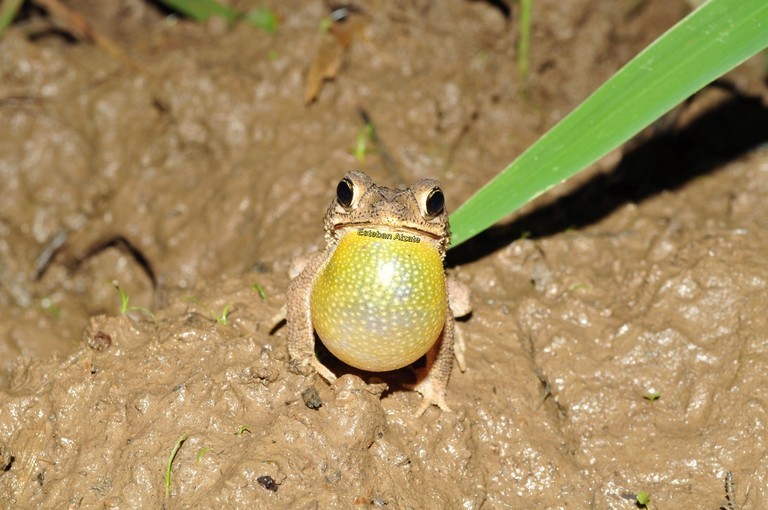 Image of Common Lesser Toad