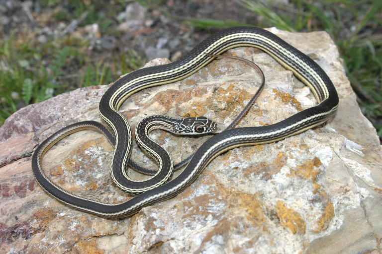 Image of <i>Masticophis taeniatus</i>