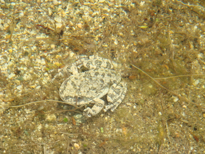 Image de Pseudacris cadaverina (Cope 1866)