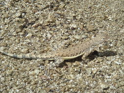 Image of Zebratail Lizard