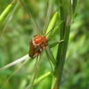 Imagem de Rhagonycha