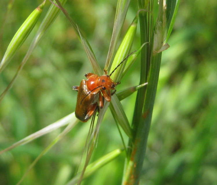 Image of Red Soldier Beetle