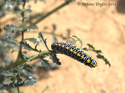 Cucullia verbasci Linnaeus 1758 resmi