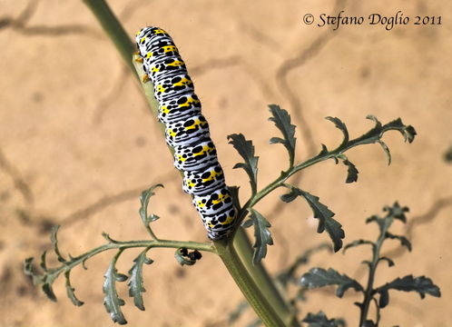 Image of Cucullia verbasci Linnaeus 1758