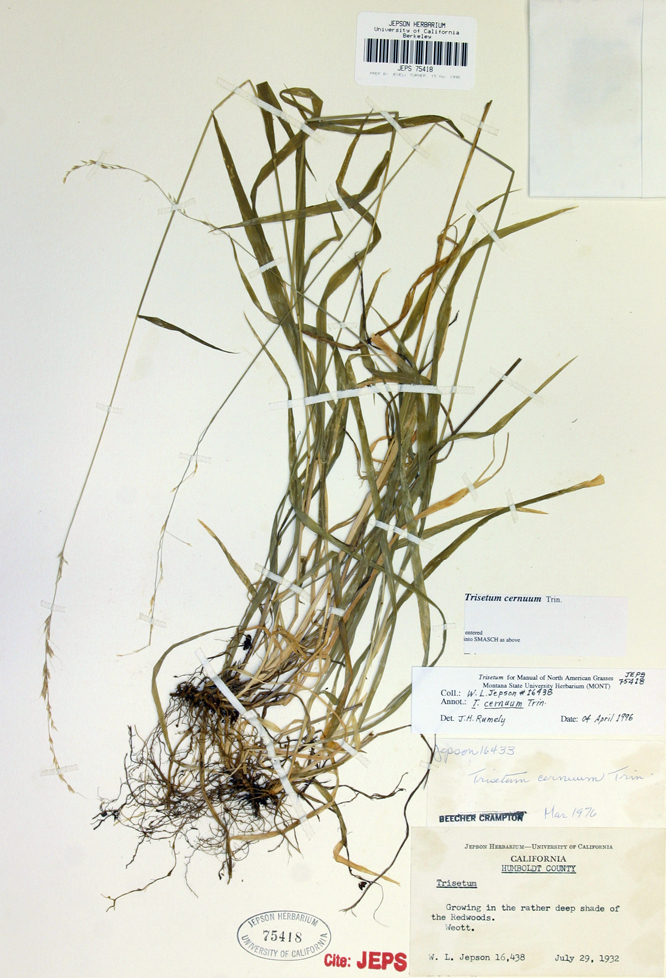 Image of Tall False Oat