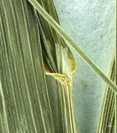 Image of Tall False Oat