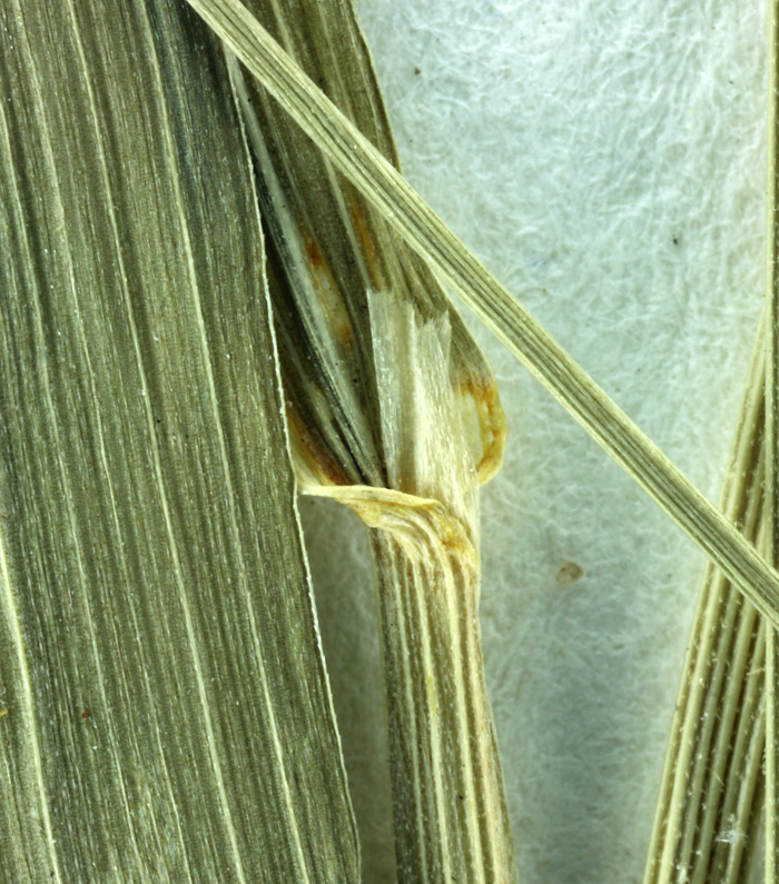 Image of Tall False Oat