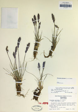 Trisetum spicatum (L.) K. Richt. resmi