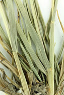 Image of Narrow False Oat