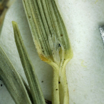 Trisetum spicatum (L.) K. Richt. resmi