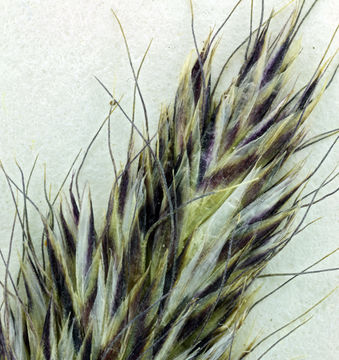 Trisetum spicatum (L.) K. Richt. resmi