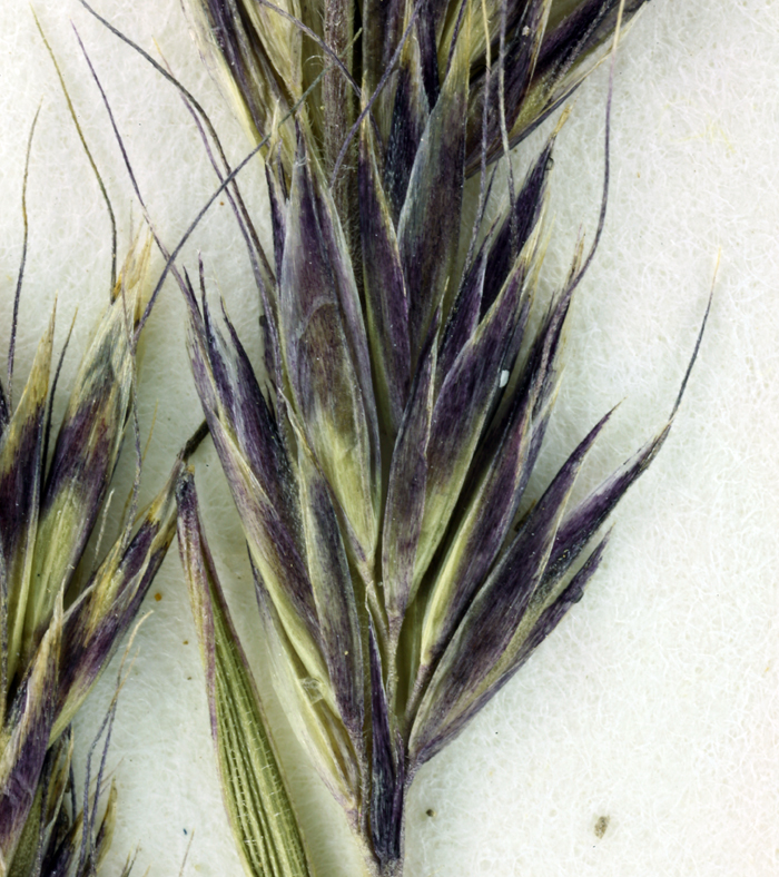 Image of Narrow False Oat