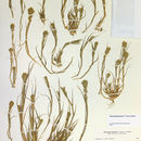 Plancia ëd Tuctoria greenei (Vasey) Reeder