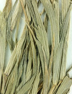 Image of awnless spiralgrass