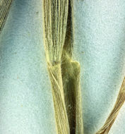 Sivun Tuctoria greenei (Vasey) Reeder kuva