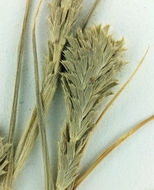 Image of awnless spiralgrass