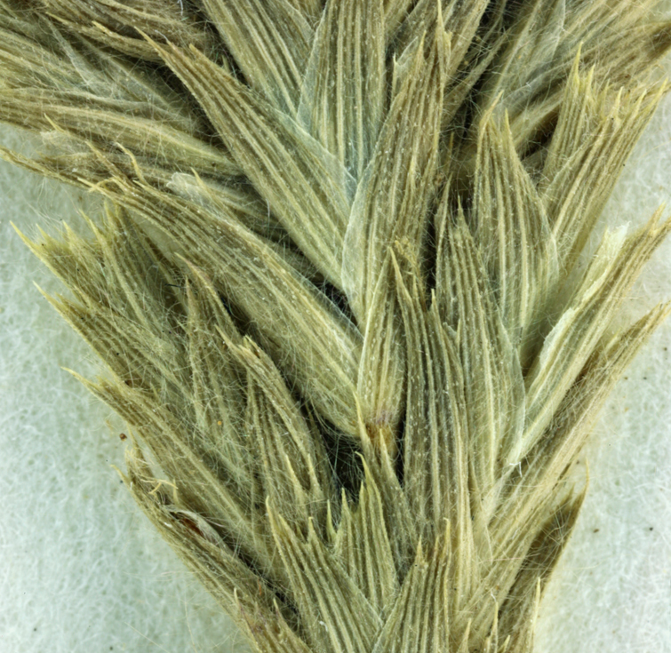 Image of awnless spiralgrass