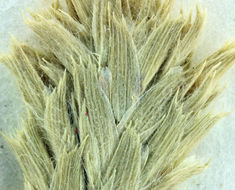 Sivun Tuctoria greenei (Vasey) Reeder kuva