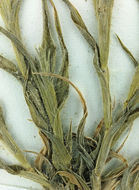 Plancia ëd Tuctoria mucronata (Crampton) Reeder